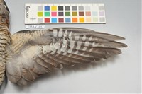 鷹鵑藏品圖，第4張